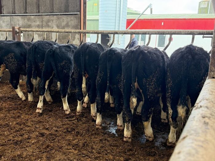 8 super white head bullocks