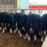 8 super white head bullocks Image 5