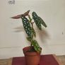 Houseplant Donegal Rare Established plants Image 7