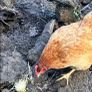 hen poultry Image 7