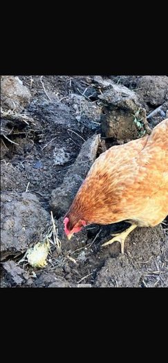hen poultry