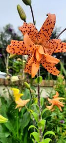 Double Tiger Lily ( Lilium lancifolium 'Flore Pleno' ) 2ft tall in a 2 Liter pot ( with bulbils )