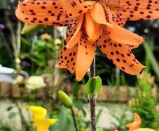 Double Tiger Lily ( Lilium lancifolium 'Flore Pleno' ) 2ft tall in a 2 Liter pot ( with bulbils )