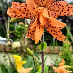 Double Tiger Lily ( Lilium lancifolium 'Flore Pleno' ) 2ft tall in a 2 Liter pot ( with bulbils )