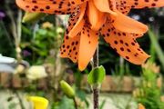 Double Tiger Lily ( Lilium lancifolium 'Flore Pleno' ) 2ft tall in a 2 Liter pot ( without bulbils )
