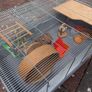 Hamster Image 3