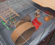 Hamster Cage