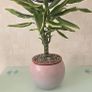 Dracaena Image 5