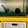 fish tank with 4 fish included Image 5
