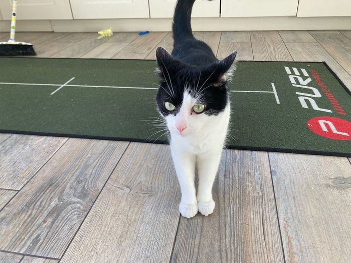 Female cat 5 yrs old
