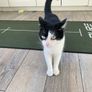 Female cat 5 yrs old Image 4