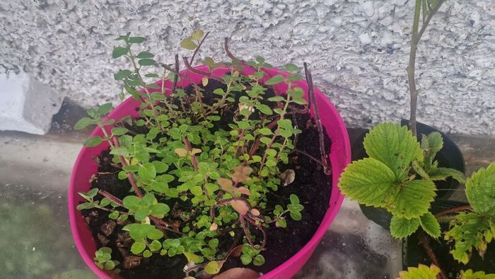 oregano