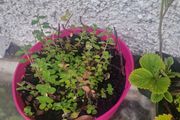 oregano
