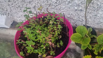 oregano