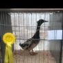 Hatching eggs Image 6