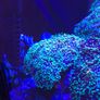 Coral frags Image 2