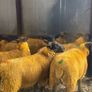 Ewe lambs Image 2