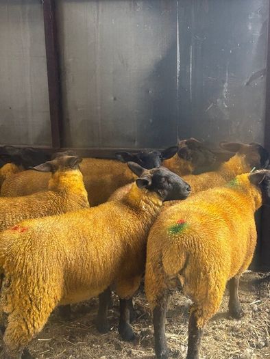 Ewe lambs