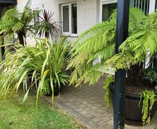 Patio plants