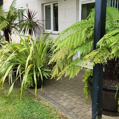 Patio plants
