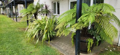 Patio plants