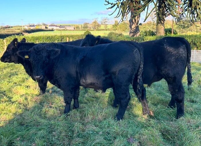 Pedigree registered Aberdeen Angus bull