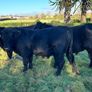 Pedigree registered Aberdeen Angus bull Image 6