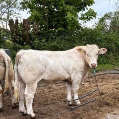 Pirate Charolais bull for sale