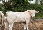 Pirate Charolais bull for sale