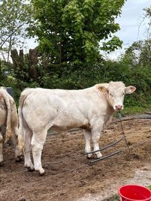 Pirate Charolais bull for sale