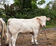Pirate Charolais bull for sale