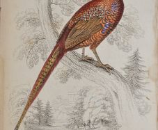 Ring Necked Pheasant Jardine 1834