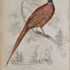 Ring Necked Pheasant Jardine 1834
