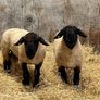Suffolk Rams Image 3