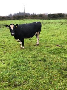 Fr heifer in calf