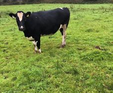 Fr heifer in calf