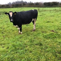 Fr heifer in calf