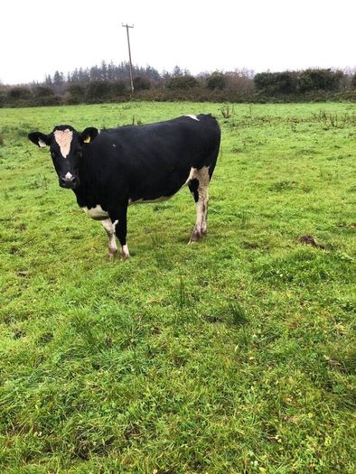 Fr heifer in calf