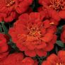 (M) French Marigold Durango seeds (20s) (415779) Image 3
