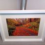 Curragh Woods Image 7