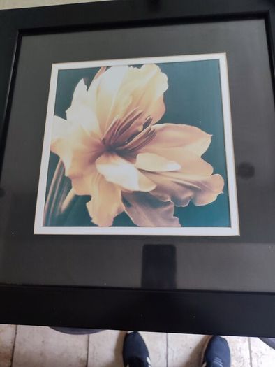 Lovely framed print still life of blooming flower.