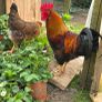 Welsummer rooster Image 6