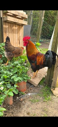 Welsummer rooster