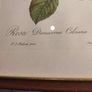 FRAMED PRINT STILL LIFE OF Bombay Co Collection "Rosa Damascena" By Pierre Redoute 1759-1840 Framed. Image 8