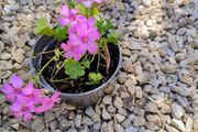 Pink Oxalis