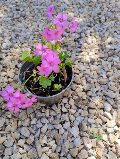 Pink Oxalis