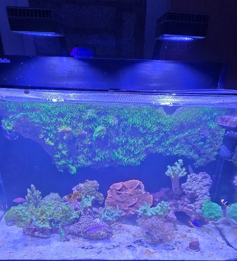 Red sea reefer g2 250 xxl