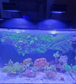 Red sea reefer g2 250 xxl