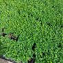Box Hedging Image 4