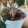 indoor plant Image 2